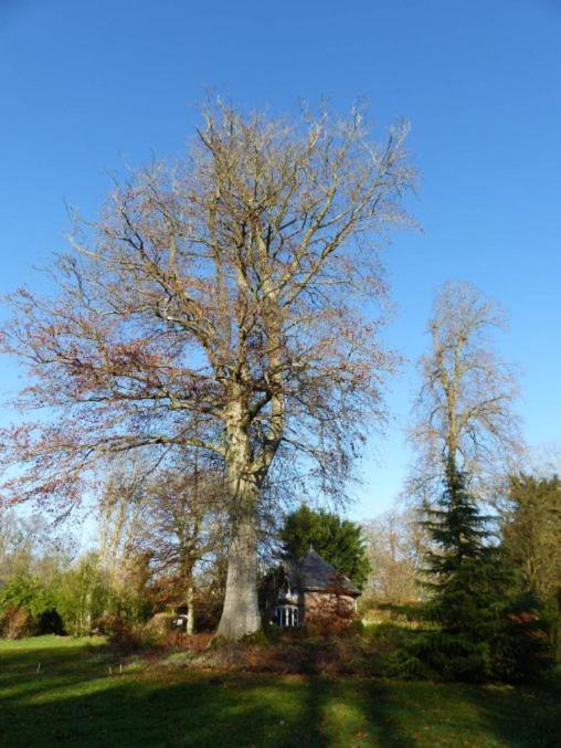 Chambre E Andre Le Domaine Des Jardins De Bracquetuit Eksteriør bilde